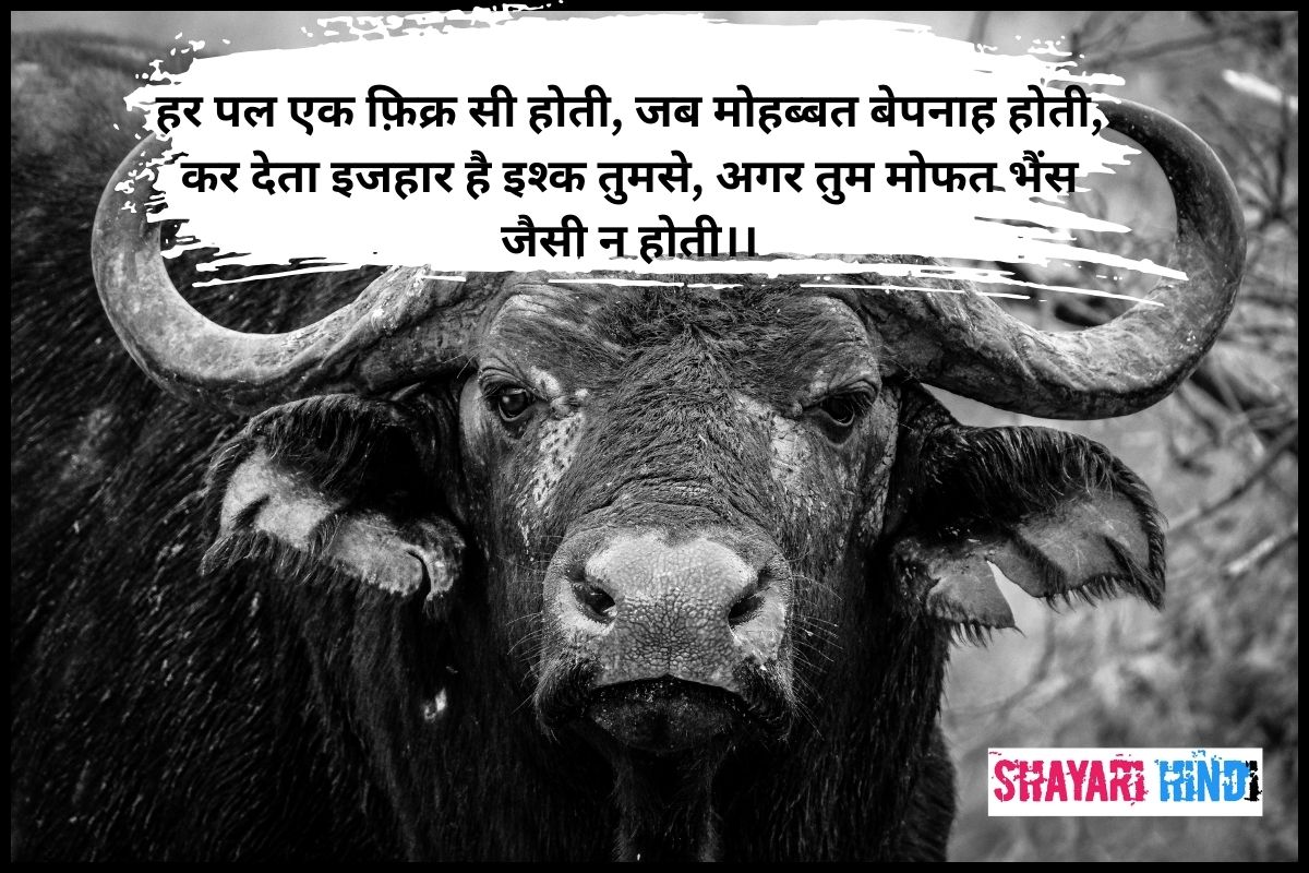 Insult Shayari in Hindi